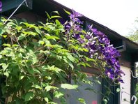 clematis.jpg