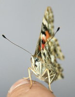 Schmetterling1.jpg