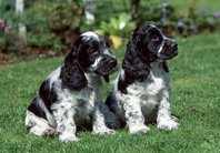 809874_2B31AXLLY1TL1VEPI41USBM1X3RHBD_hundewelpen-english-cocker-spaniel_H120154_L.jpg