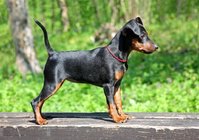 Zwergpinscher-in-Seitenansicht.jpg