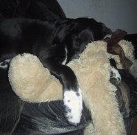 Balu mit Teddy.jpg